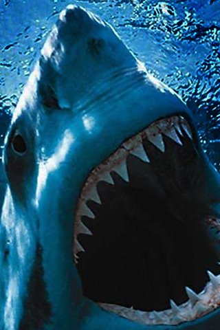 Cool  Wallpaper on White Shark Free Wallpaper  Great White Shark Iphone Background  Cool