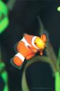 Clownfish (free iPhone wallpaper)