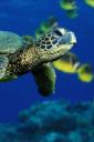Sea Turtle (free iPhone wallpaper)