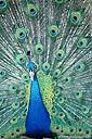 Peacock (free iPhone wallpaper)