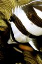 Butterfly Fish (free iPhone wallpaper)