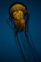 Jellyfish (free iPhone wallpaper)