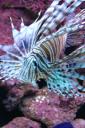 Lionfish (free iPhone wallpaper)