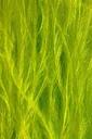 Aquatic plants - free iPhone background