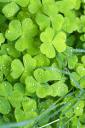 Irish Clovers (free iPhone wallpaper)