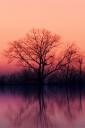 Trees at Dusk (free iPhone wallpaper)