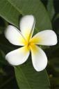 White flower (free iPhone wallpaper)
