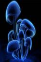 Neon mushroom - free iPhone background
