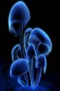 Neon mushroom (free iPhone wallpaper)