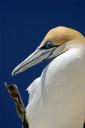 Gannet (free iPhone wallpaper)