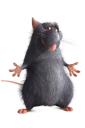 Ratatouille (free iPhone wallpaper)